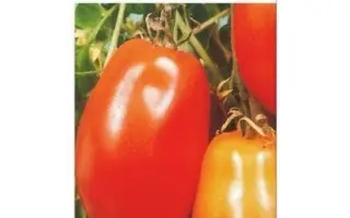 МАМИН-СИБИРЯК