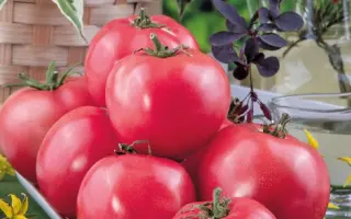 РОЗОВЫЙ ТИТАН