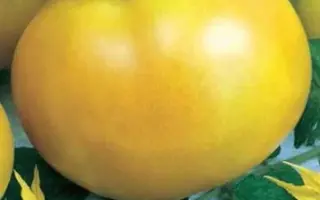 САНЧО ПАНСА