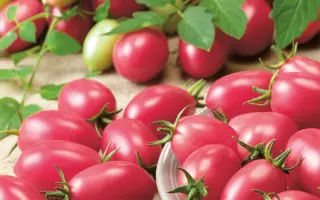 НОВИЧОК РОЗОВЫЙ