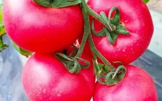 МАЛИНОВЫ ОЖАРОВСКИ