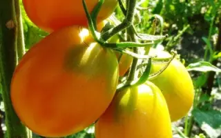 ДЕ БАРАО ЗОЛОТОЙ