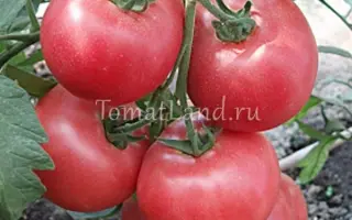 РОЗОВЫЙ СУВЕНИР