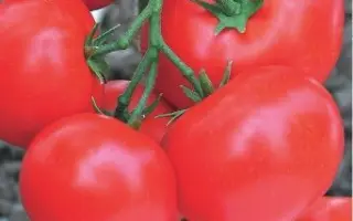 ГРОССМЕЙСТЕР