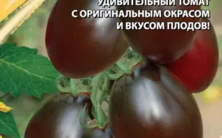 ЗВЕЗДОЧКА