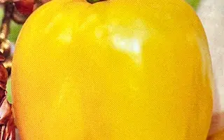 ИЛЛЮЗИЯ