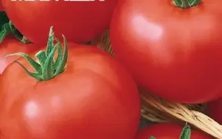 МАРИША