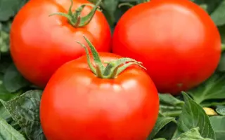 СЕВЕРНАЯ КОРОЛЕВА