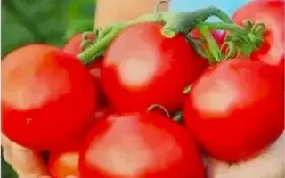 МОРОЗКО