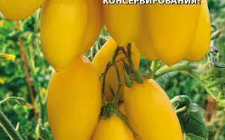 ЗОЛОТАЯ РЫБКА