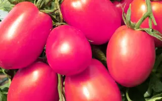 ДЕ БАРАО РОЗОВЫЙ