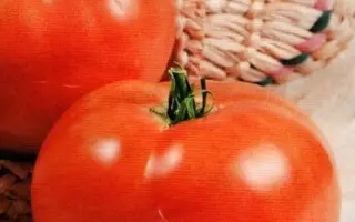 ФИЛЯ