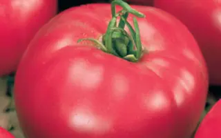 ДИКАЯ РОЗА