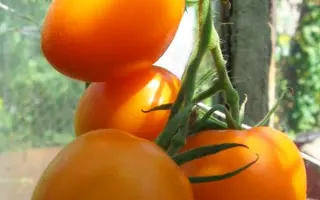 ДЕ БАРАО ОРАНЖЕВЫЙ