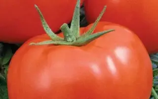 СЛАВЯНСКИЙ ШЕДЕВР