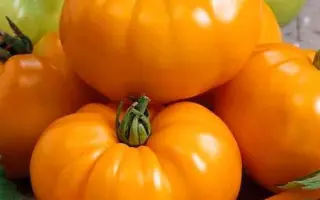 ОРАНЖЕВЫЙ ГИГАНТ