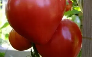 ВОЛОВЬЕ СЕРДЦЕ