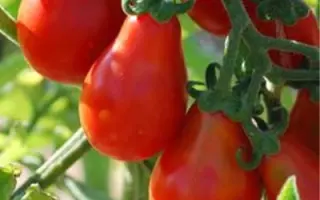 ГРУША КРАСНАЯ