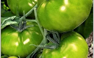 ИЗУМРУДНОЕ ЯБЛОКО