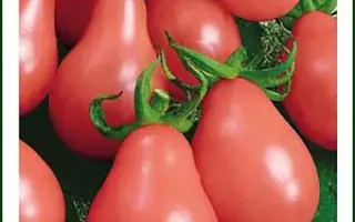 ГРУША РОЗОВАЯ