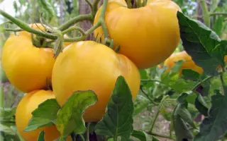 ГИГАНТ ЛИМОННЫЙ