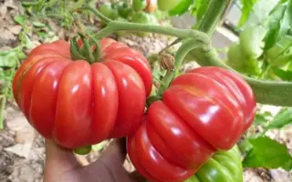 КАЯАМБЭ
