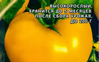 НОВОГОДНИЙ