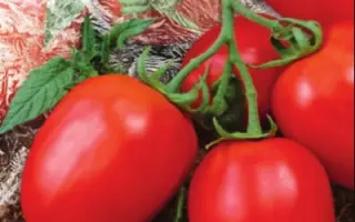 КАНОПУС