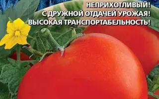 СНЕЖАНА