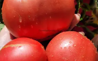 ПАРУС