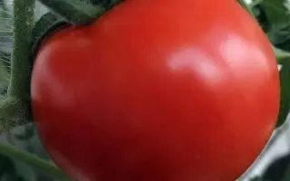 ЖИГУЛЬ