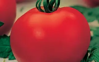 ВИКОНТ