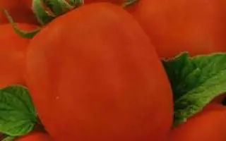 КРАСНОДАРЬЕ
