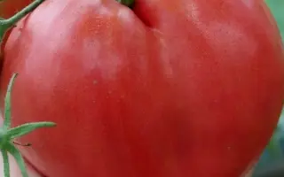 БЫЧЬЕ СЕРДЦЕ