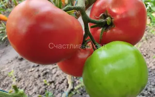 ГАРМОНИЯ