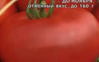 ЛЕЖЕБОК