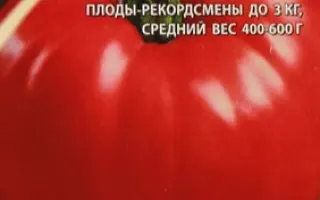 РУССКИЙ РАЗМЕР