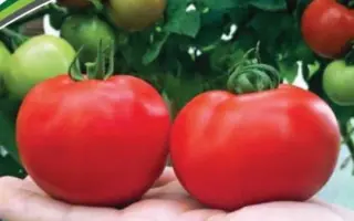 ТАЛИЦА