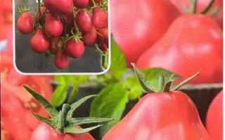 КРЫМСКАЯ РОЗА