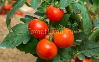 ОГНИ МОСКВЫ