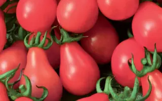 КОЛОКОЛА РОССИИ