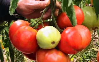 ПОДАРОЧНЫЙ