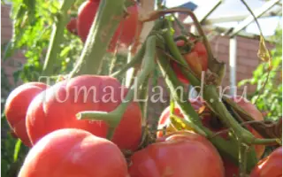 РУССКИЙ БОГАТЫРЬ