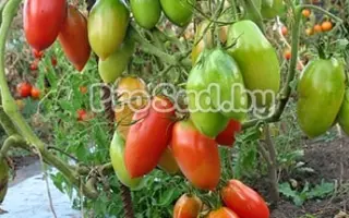 СЕВЕРНАЯ КРАСАВИЦА