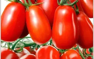 ДАМСКИЕ ПАЛЬЧИКИ