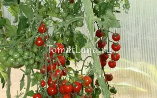 СЛАДКИЙ МИЛЛИОН