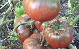 КОРОЛЕВСКИЙ