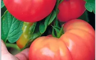 ЛЕНИНГРАДСКИЙ ГИГАНТ