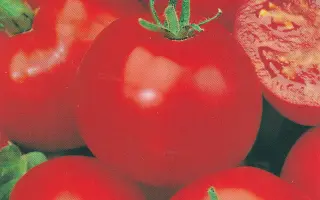 НЕВСКИЙ ПРОСПЕКТ