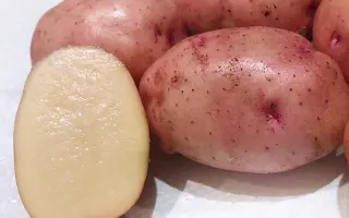 ХИБИНСКИЙ РАННИЙ